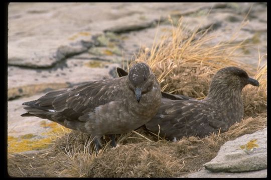 Image of Brown Skua