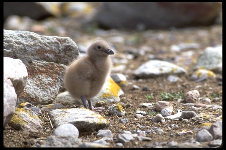 صورة Stercorarius antarcticus (Lesson & R 1831)