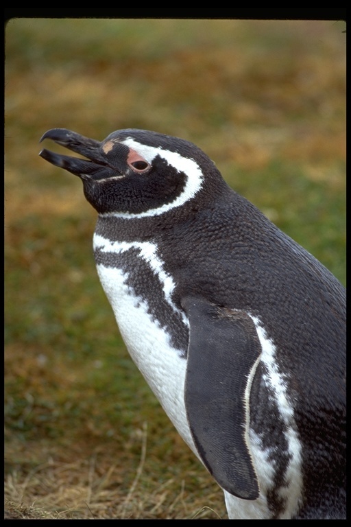 Image of Magellanic Penguin