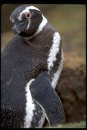 Image of Magellanic Penguin