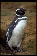 Image of Magellanic Penguin