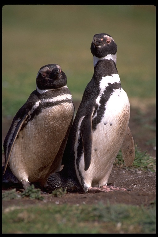 Image of Magellanic Penguin