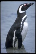 Image of Magellanic Penguin