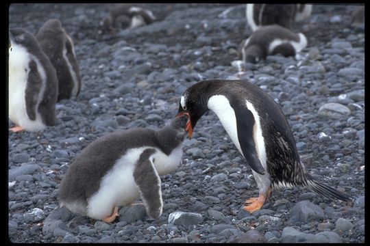 Image of Gentoo Penguin