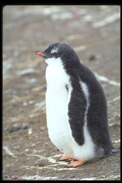 Image of Gentoo Penguin