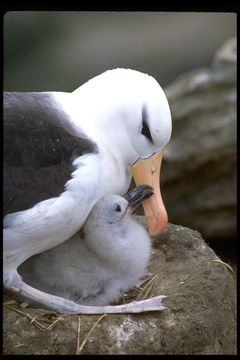 Image of Black-browed Albatross