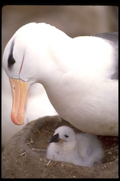 Image of Black-browed Albatross