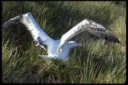 Image de Albatros hurleur