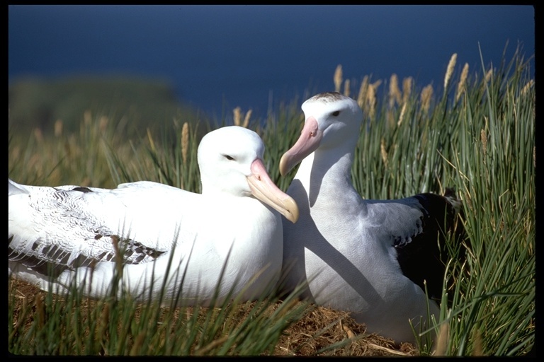 Image de Albatros hurleur