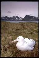 Image de Albatros hurleur