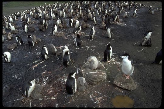 Sakallı penguen resmi