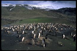 Plancia ëd Pygoscelis antarcticus (Forster & JR 1781)