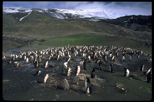 Plancia ëd Pygoscelis antarcticus (Forster & JR 1781)