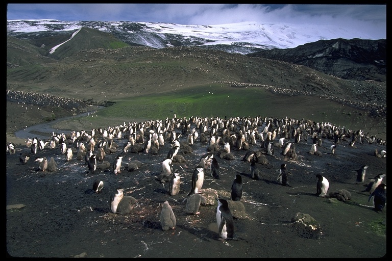 Sakallı penguen resmi