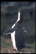 Image of Chinstrap Penguin