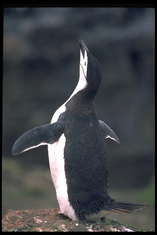 Sakallı penguen resmi