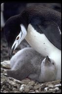 Image of Chinstrap Penguin