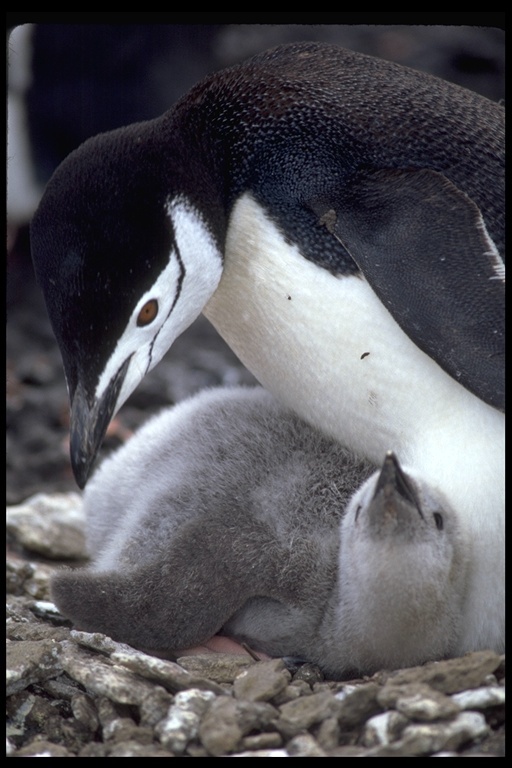 Sakallı penguen resmi