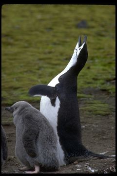 Sakallı penguen resmi