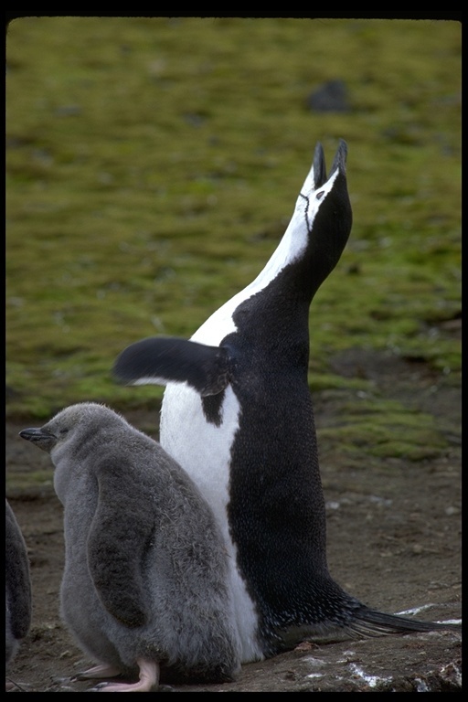 Sakallı penguen resmi