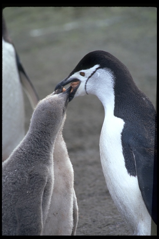 Image of Chinstrap Penguin