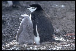 Image of Chinstrap Penguin