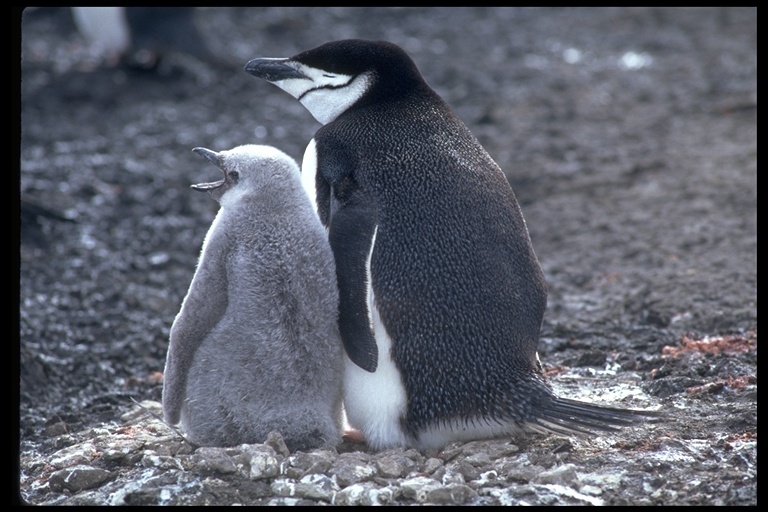 Sakallı penguen resmi