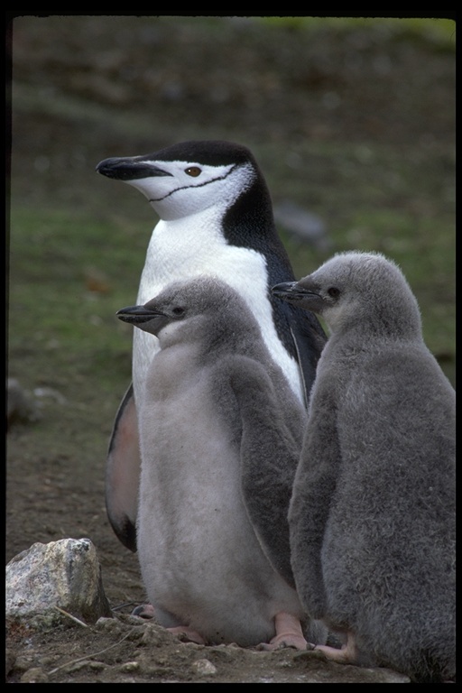 Plancia ëd Pygoscelis antarcticus (Forster & JR 1781)