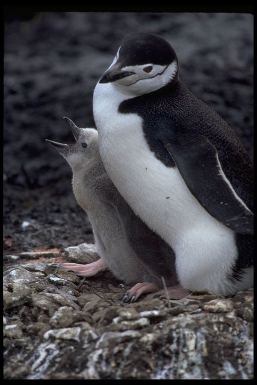 Sakallı penguen resmi