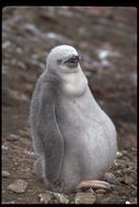 Image of Chinstrap Penguin