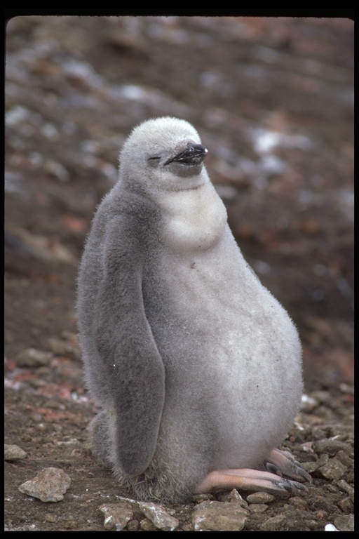 Image of Chinstrap Penguin