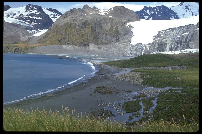 Image of Gentoo Penguin