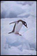 Image of Gentoo Penguin