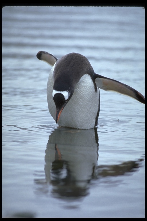 Image of Gentoo Penguin