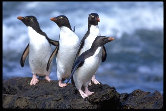 Image of Rockhopper Penguin