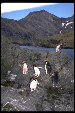 Image of Macaroni Penguin