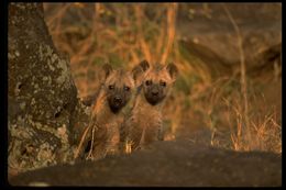 Image of Spotted Hyena