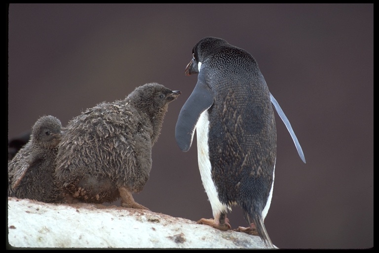 Image of Adelie Penguin