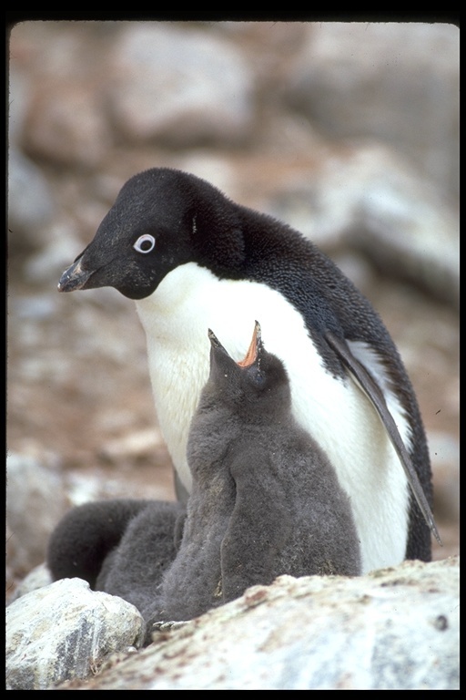 Image of Adelie Penguin