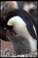 Image of Adelie Penguin