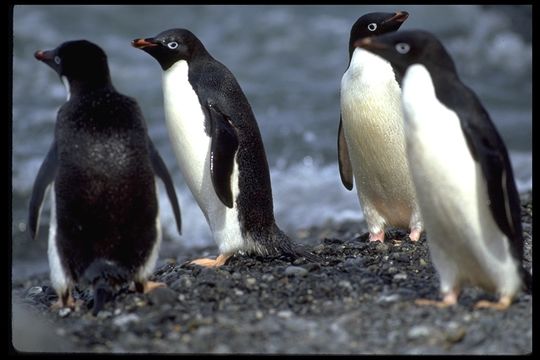 Image of Adelie Penguin