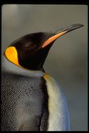 Image of King Penguin