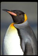 Image of King Penguin