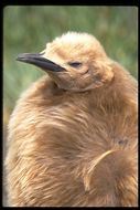 Image of King Penguin