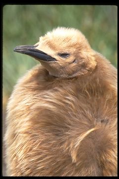 Image of King Penguin