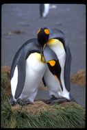 Image of King Penguin