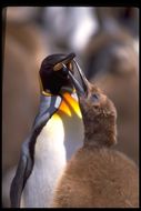 Image of King Penguin