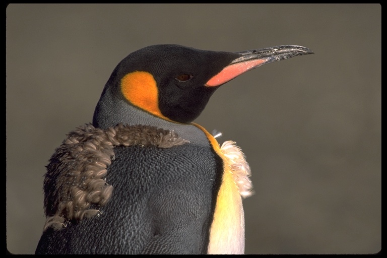 Image of King Penguin