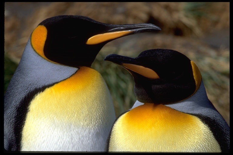 Image of King Penguin