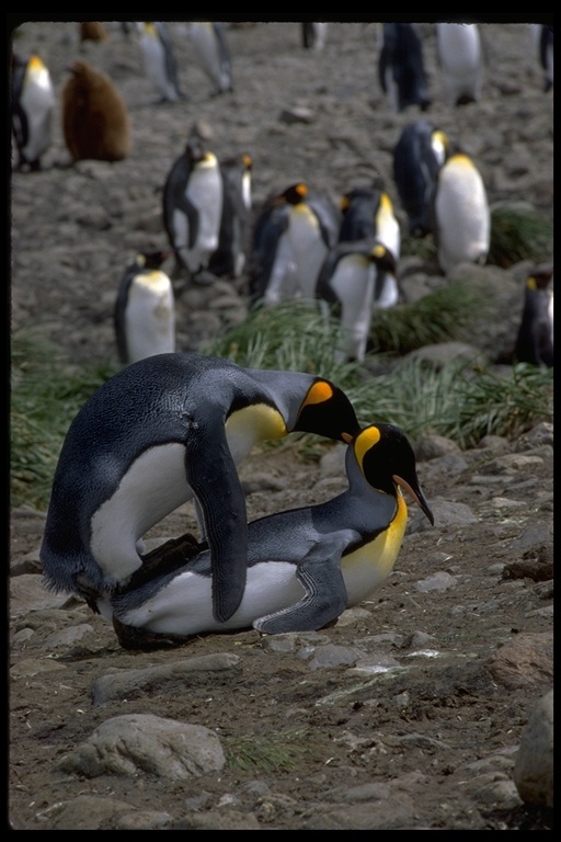 Image of King Penguin